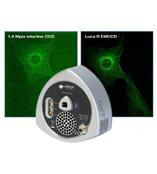 Luca超高性價比EMCCD相機(jī)