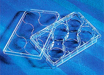 康寧/Corning6孔細胞培養(yǎng)板3516 TC處理，無菌無熱源