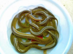 黃鱔苗（純手工捕捉，生猛沒(méi)?。? /></a>
                            </div>
                            <p>
                                <a href=