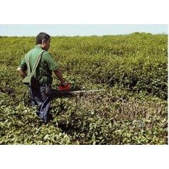 供應環(huán)保節(jié)能型鋰電型電動茶樹重修剪機