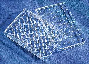 康寧/Corning48孔細胞培養(yǎng)板3548 TC表面，無菌無熱源